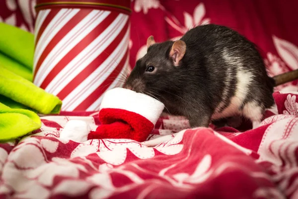Tonto Fantasía Mascota Negro Rata Con Cabeza Dentro Navidad Santa —  Fotos de Stock