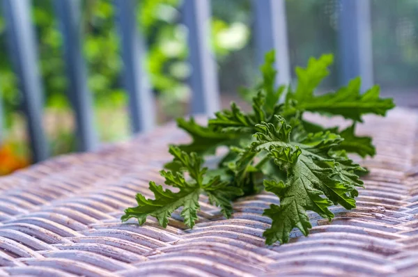 Citronella Plant Leaves Make Homemade Mosquito Repellant — Stock Photo, Image