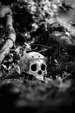 Kraliyet altın yaprağı tacını takan Kral ve Kraliçenin iskelet iskeleti.