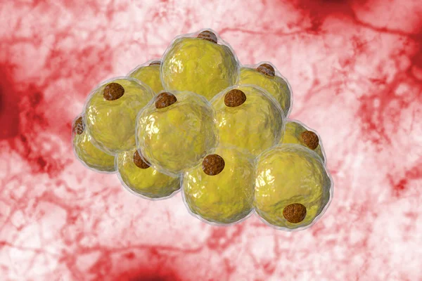 Egészséges Fehér Emberi Zsírsejtek Más Néven Adipociták Illusztráció — Stock Fotó