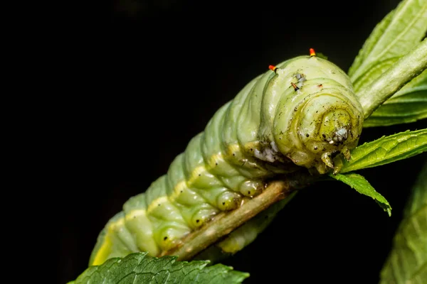 나뭇가지에 큼직하고 기름진 애벌레의 매크로를 가까이 — 스톡 사진