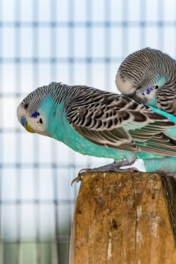Kuş kafesinde birkaç dost canlısı ve renkli muhabbet kuşu.