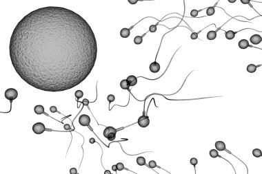 Doğurgan bir insan yumurtasını hamile bırakmak için sperm yarışı.