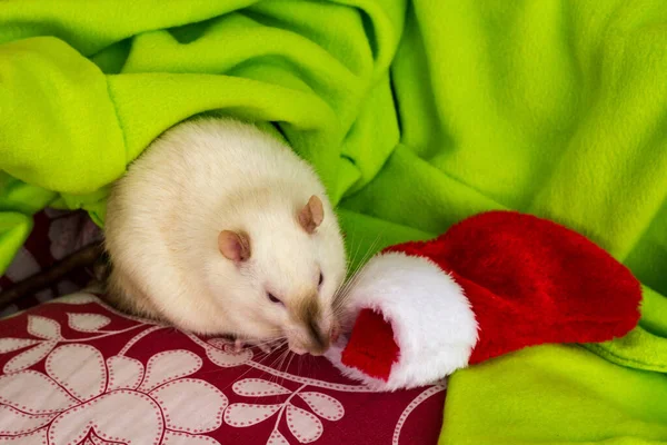 Rata Siamesa Lujo Con Medias Navidad Colores Navideños —  Fotos de Stock