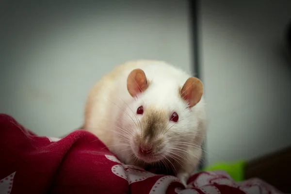 Fantasía Mascota Siamesa Rata Explorar Sofá Interiores —  Fotos de Stock