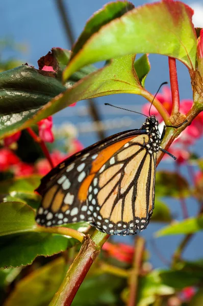 Primer Plano Mariposa Monarca Con Bonitas Flores Verano —  Fotos de Stock