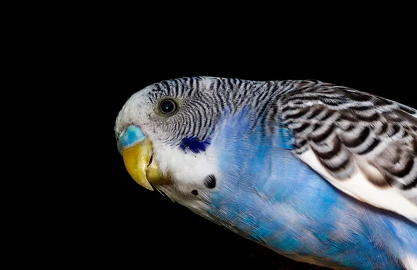 Κοντινό Πλάνο Πορτρέτο Πολύχρωμο Μπλε Κατοικίδιο Ζώο Παπαγαλάκι Στο Κλουβί — Φωτογραφία Αρχείου