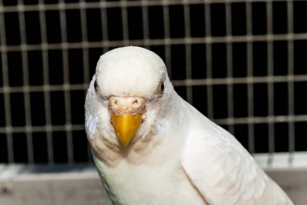 Retrato Primer Plano Perico Blanco Mascota Amigable Jaula — Foto de Stock