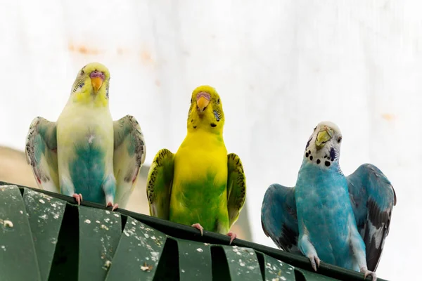 Vários Periquitos Estimação Amigáveis Coloridos Gaiola Pássaros — Fotografia de Stock