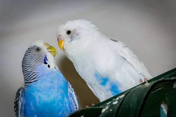 Несколько Дружелюбных Красочных Домашних Попугаев Птичьей Клетке — стоковое фото