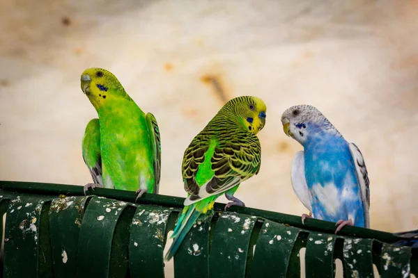 Αρκετές Φιλικές Και Πολύχρωμες Παπαγάλοι Κατοικίδιων Ζώων Κλουβί Πτηνών — Φωτογραφία Αρχείου