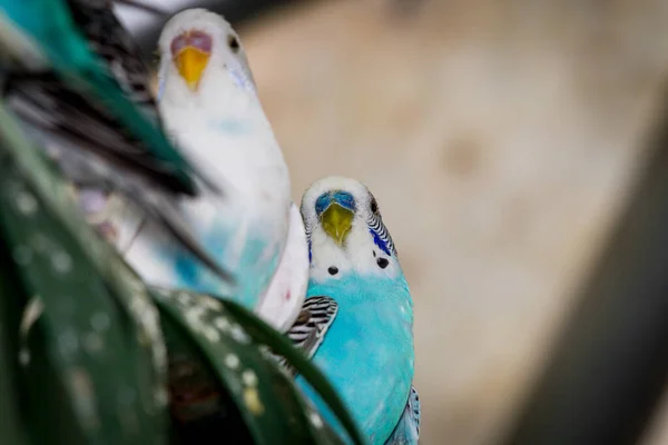 Varios Pericos Mascotas Amigables Coloridos Jaula Aves — Foto de Stock