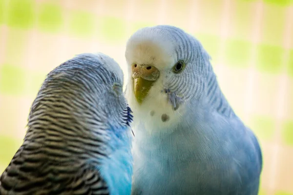 Several Friendly Colorful Pet Parakeets Bird Cage — Stock Photo, Image