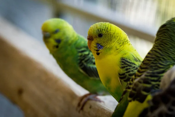 Varios Pericos Mascotas Amigables Coloridos Jaula Aves — Foto de Stock