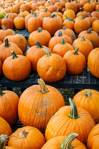 Many Ripe Pumpkins Display Local Farmers Market — Stock Photo, Image