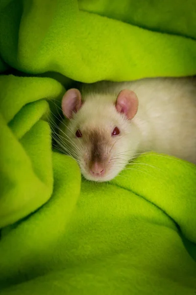 Fantasía Mascota Siamesa Rata Durmiendo Con Los Ojos Cerrados Manta —  Fotos de Stock