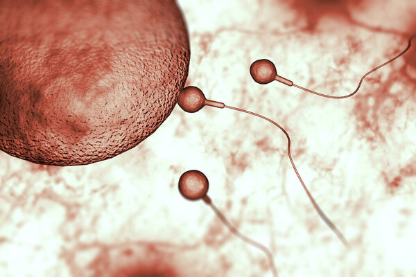 Плавание расы сперматозоидов для оплодотворения плодородной человеческой яйцеклетки 3D цифровая иллюстрация