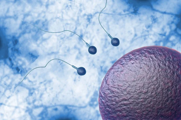 Gara Nuoto Spermatozoi Impregnare Fecondo Uovo Umano Illustrazione Digitale — Foto Stock