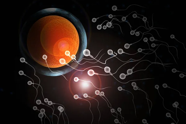 Schwimmende Spermien Rennen Die Befruchtung Einer Fruchtbaren Menschlichen Eizelle Illustration — Stockfoto