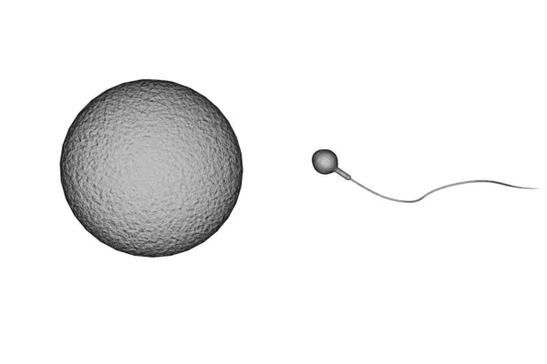 受精卵を含浸させるために精子の競争を泳ぐ3Dイラスト — ストック写真