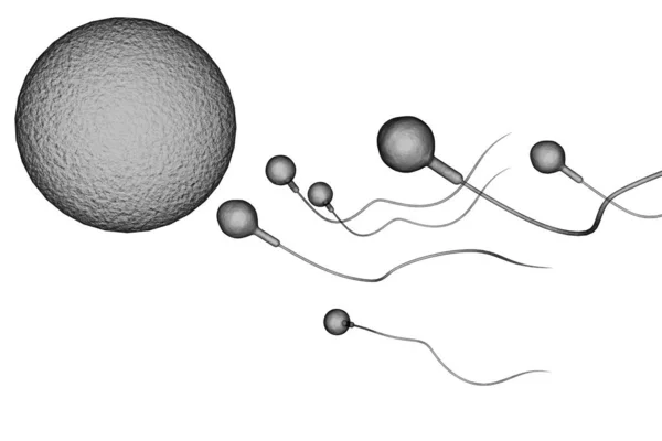 Doğurgan Bir Insan Yumurtasını Hamile Bırakmak Için Sperm Yarışı — Stok fotoğraf