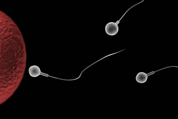 Schwimmende Spermien Rennen Die Befruchtung Einer Fruchtbaren Menschlichen Eizelle Illustration — Stockfoto