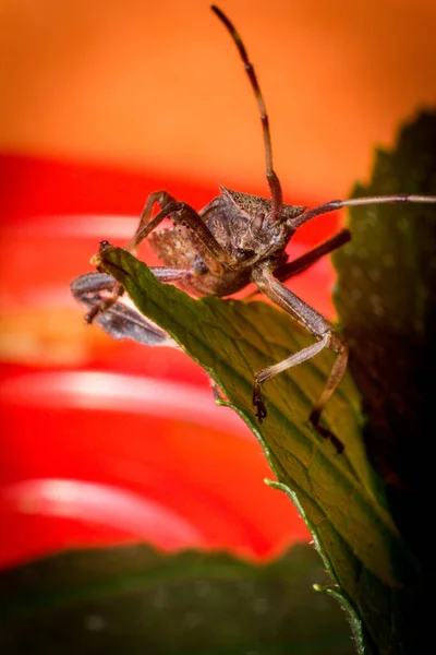 Close up macro helmeted squash bug on green leaf