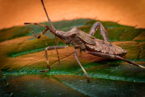 Lukk Opp Makrorammet Squash Insekt Grønt Blad – stockfoto