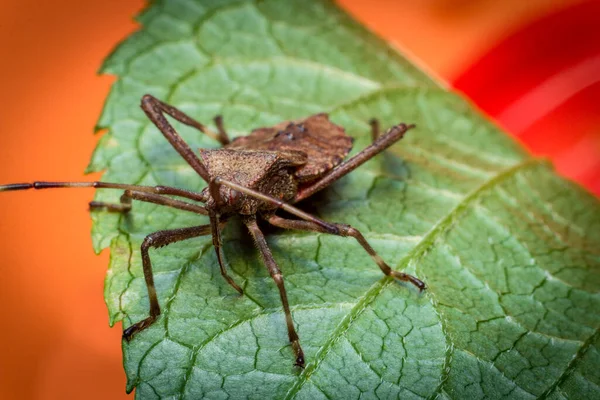 Close up macro helmeted squash bug on green leaf