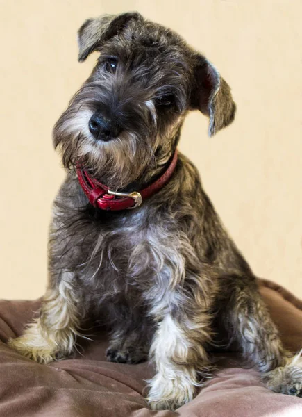 Puppy Miniature Schnauzer — Stock Photo, Image