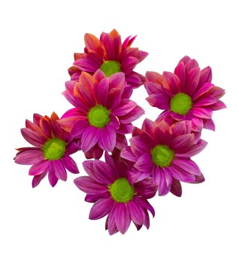 Beyaz arkaplanda izole edilmiş kasımpatı çiçekleri