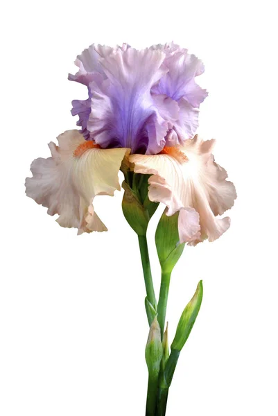 Flor Del Iris Aislada Sobre Fondo Blanco —  Fotos de Stock