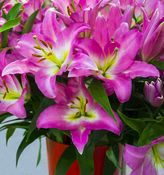 Цветочный Фон Лилий — стоковое фото