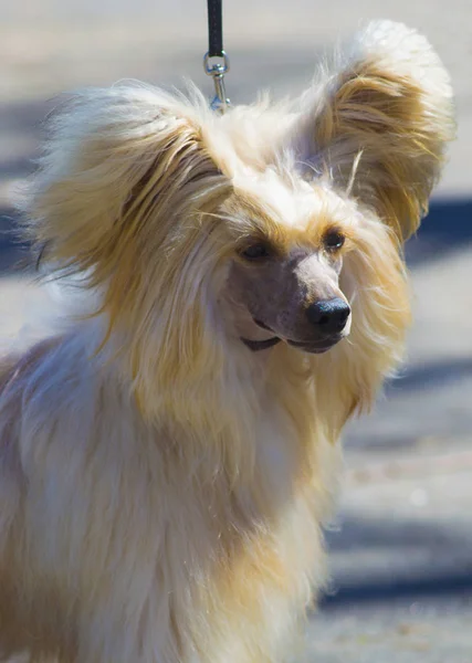 Çin Tepeli Köpek Yakın Çekim Portre Bir Köpek — Stok fotoğraf