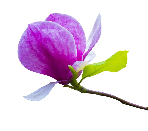 Rosa Magnolia Fiore Isolato Sfondo Bianco — Foto Stock