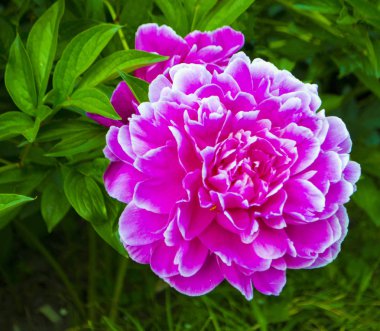 Kırmızı şakayık çiçekleri. Şakayık çiçekleri yakın çekim