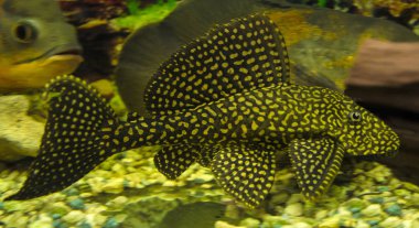 akvaryum balık Sailfin vatoz