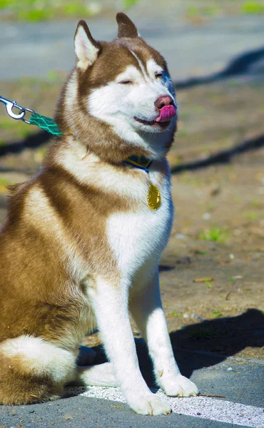 Pies Rasy Husky Pies Łajka — Zdjęcie stockowe