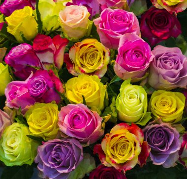 gül buketi. çok renkli gül çiçek arka plan