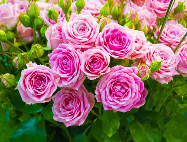 Fundo Floral Rosas — Fotografia de Stock