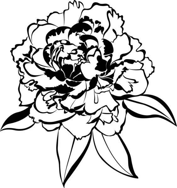Beyaz Arkaplanda Yalıtılmış Şakayık Çiçeği — Stok Vektör