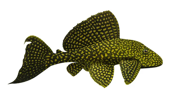 Aquariumvissen Die Sailfin Pleco Geïsoleerd Witte Achtergrond — Stockfoto