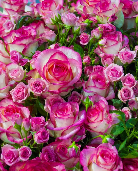 Fundo Floral Rosas — Fotografia de Stock