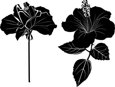 Beyaz arkaplanda izole edilmiş Hibiscus çiçeği