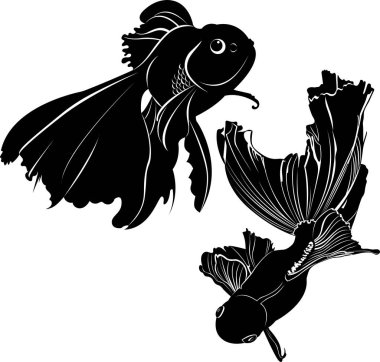 Beyaz arka plan üzerinde izole akvaryum balık