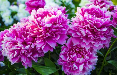 Şakayık çiçeği yakın çekim