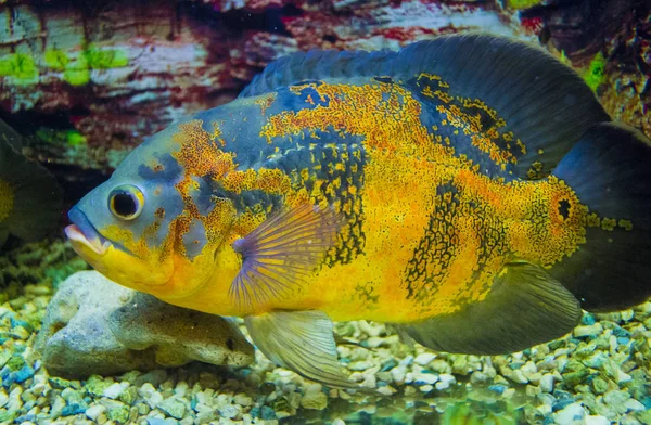 Oscar Peixe Astronotus Ocellatus Nadando Subaquático — Fotografia de Stock