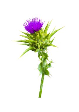 Beyaz arka plan üzerinde izole süt thistle çiçek