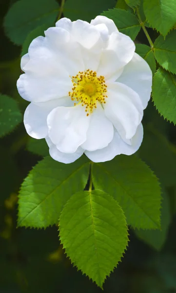 Rosehip rostoucích v přírodě — Stock fotografie