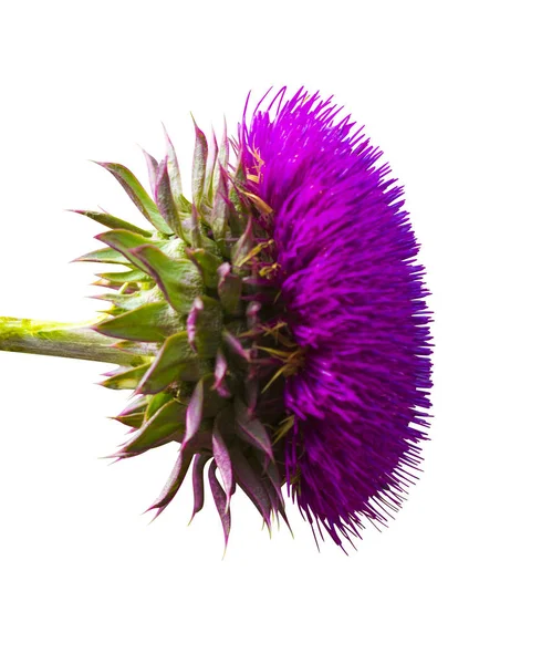 Fiore Cardo Mariano Isolato Sfondo Bianco — Foto Stock